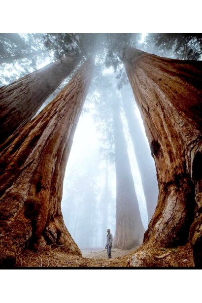 Секвоя висота